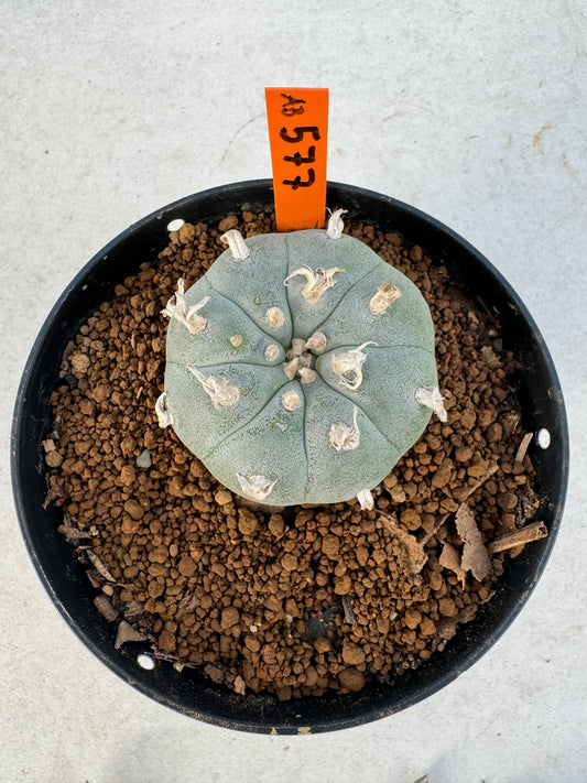 Lophophora williamsii – Peyote Cactus (6–7 cm, Own Root)
