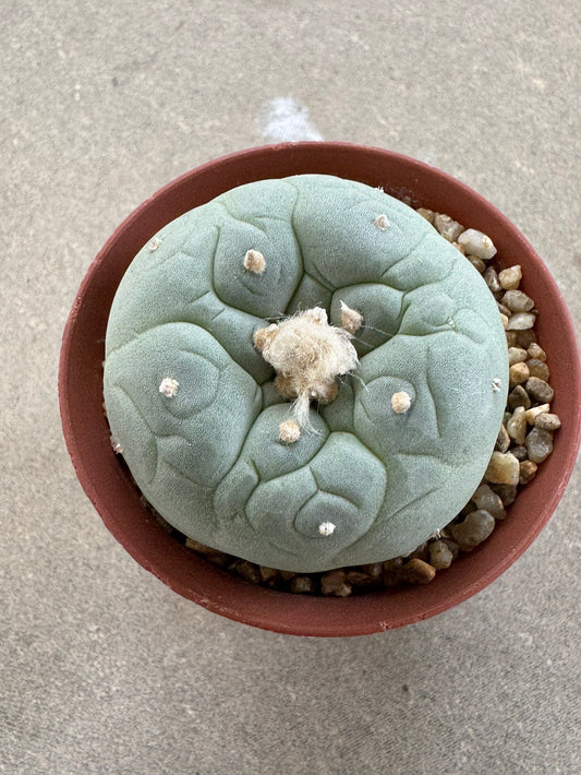 Lophophora fricii seedling