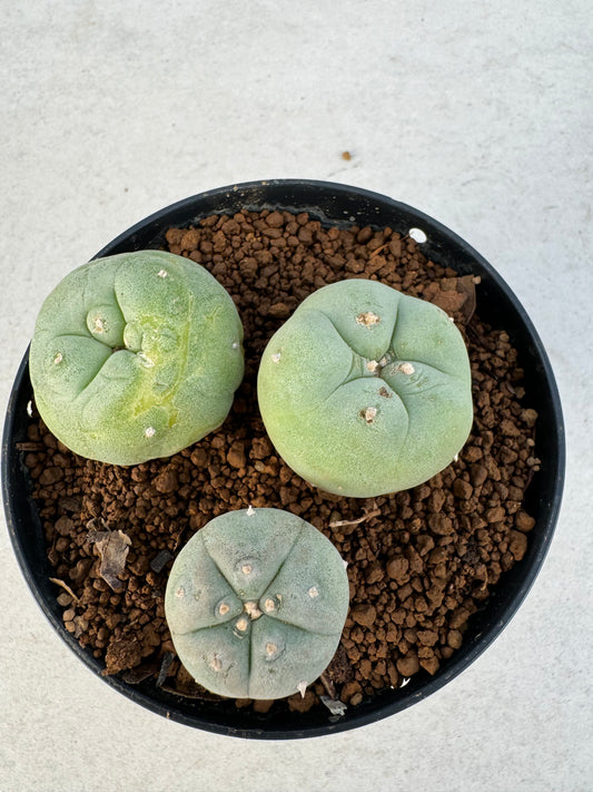 Lophophora diffusa – Cactus (3-3.5 cm, Own Root)