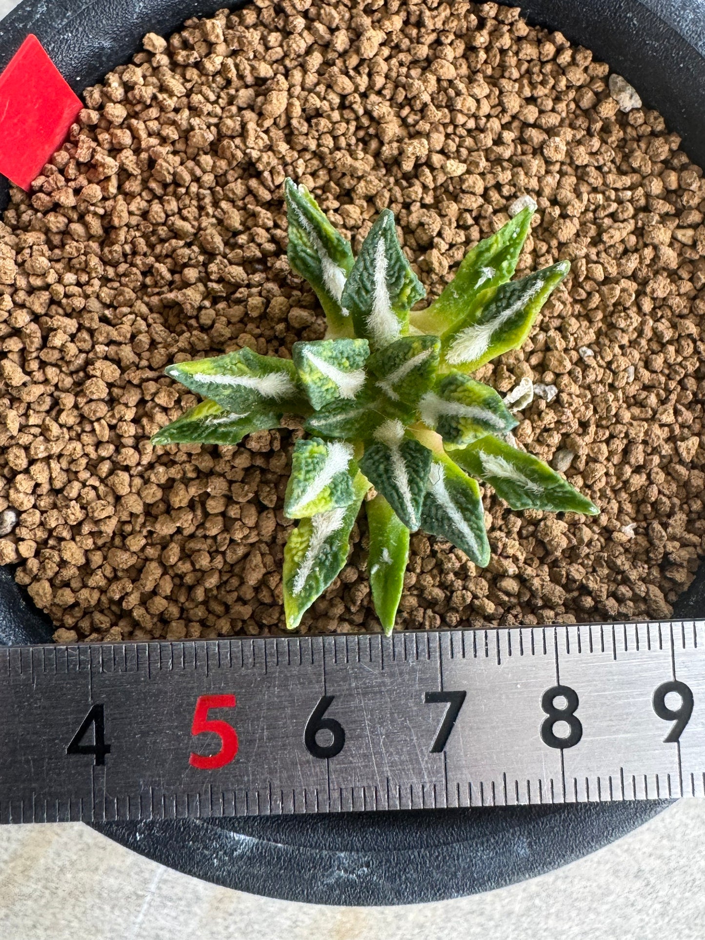 Ariocarpus kotschoubeyanus Variegated | Exquisite Star-Shaped Living Rock