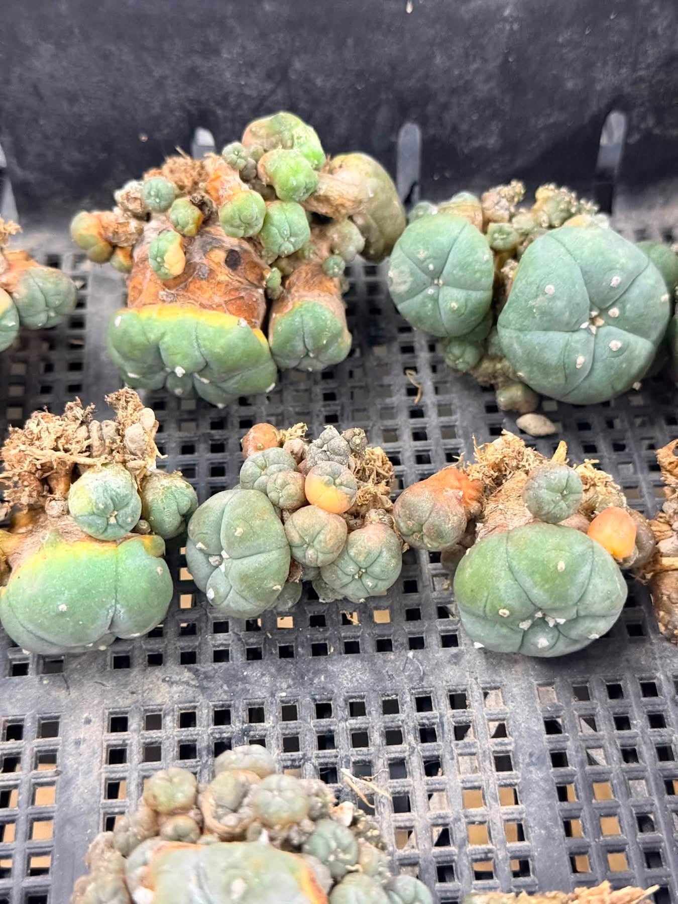 50 Lophophora williamsii (15 Variegated & 35 Normal) – Peyote Cactus (Seed Grown, 3-3.5 cm, Own Root) 12 years old