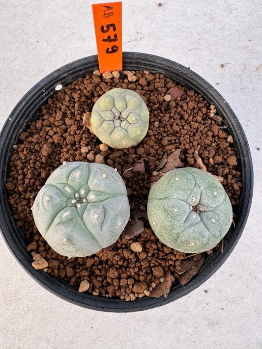 Lophophora williamsii – Peyote Cactus (6–7 cm, Own Root)