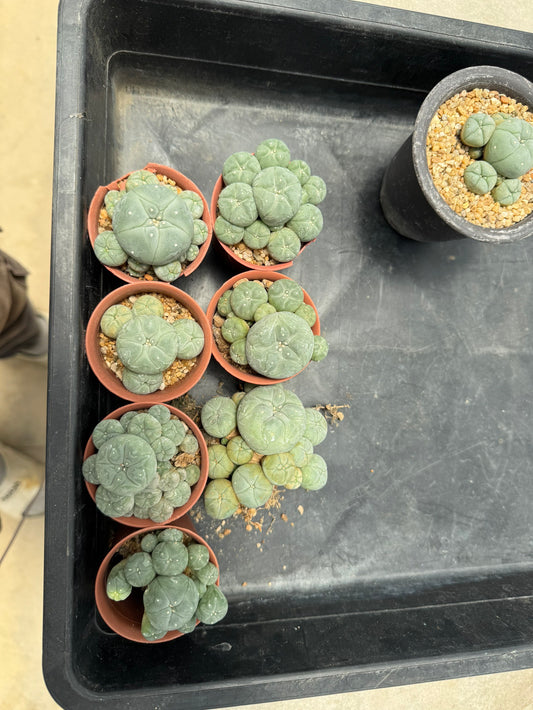 8 plant Aesthetic Lophophora williamsii f. caespitosa (Seed-Grown) – Perfect Form