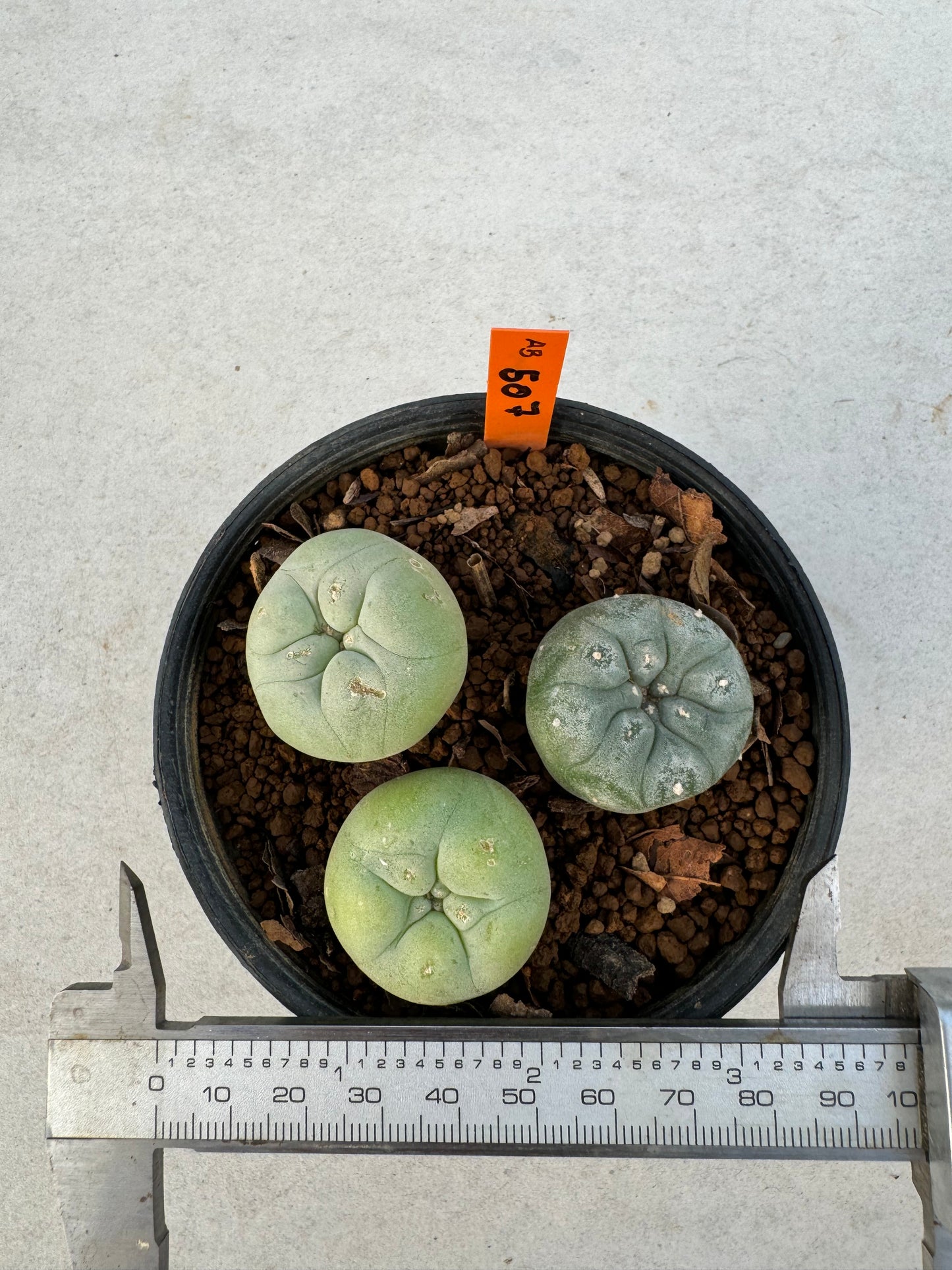 Lophophora diffusa – Cactus (3-3.5 cm, Own Root)