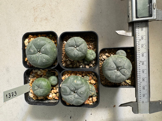 Lophophora williamsii – Peyote Cactus (6–7 cm, Own Root)