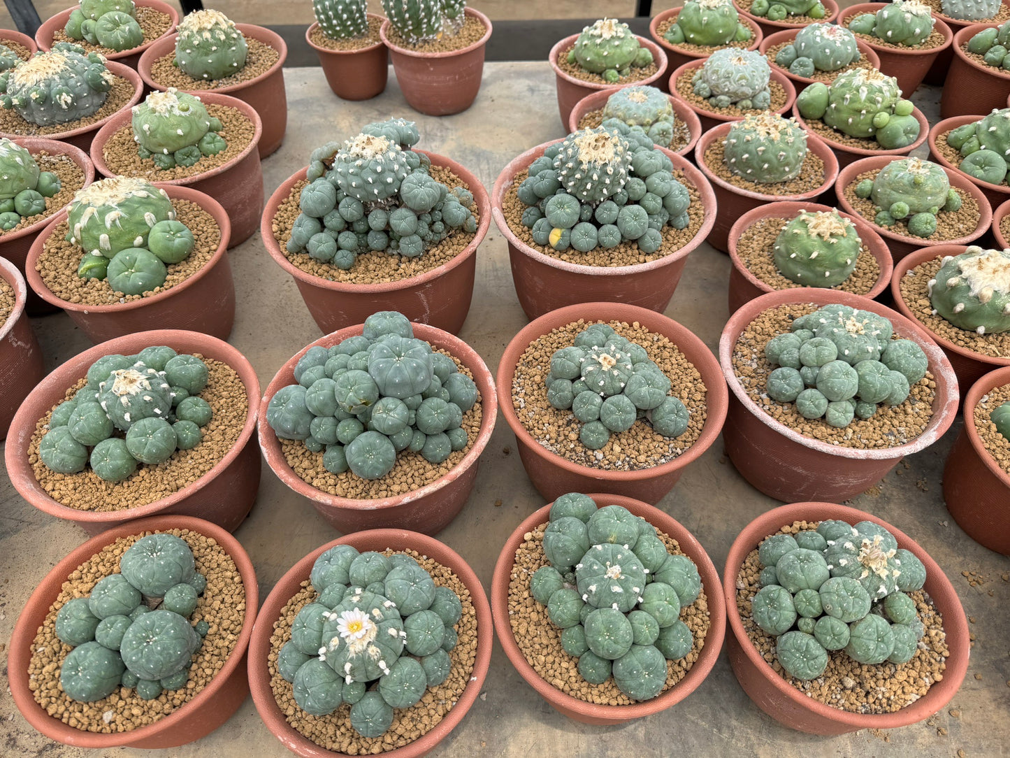 Lophophora williamsii – Peyote Cactus (10 cm, Own Root) 22 years old
