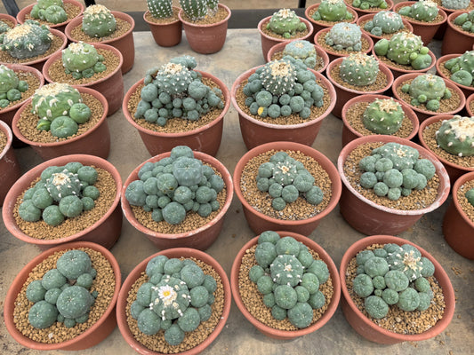 Lophophora williamsii – Peyote Cactus (10 cm, Own Root) 22 years old