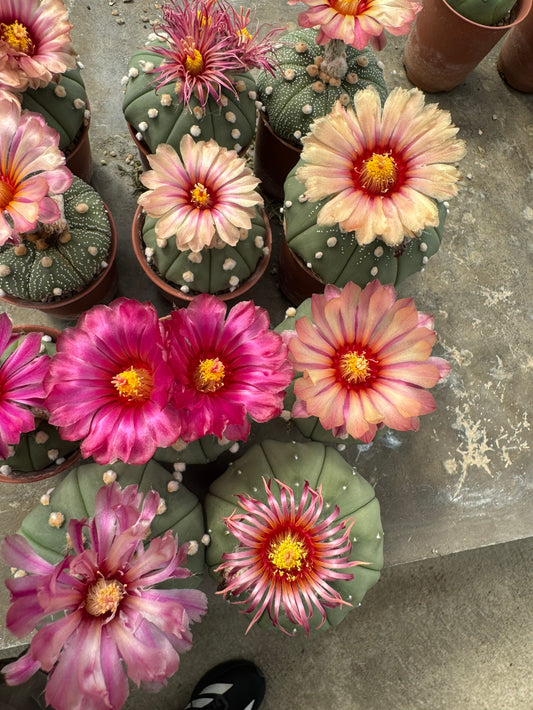 Rare Astrophytum Asterias Star Cactus | Multi-Color Bloom Set (11 Plants in 2-Inch Pots)