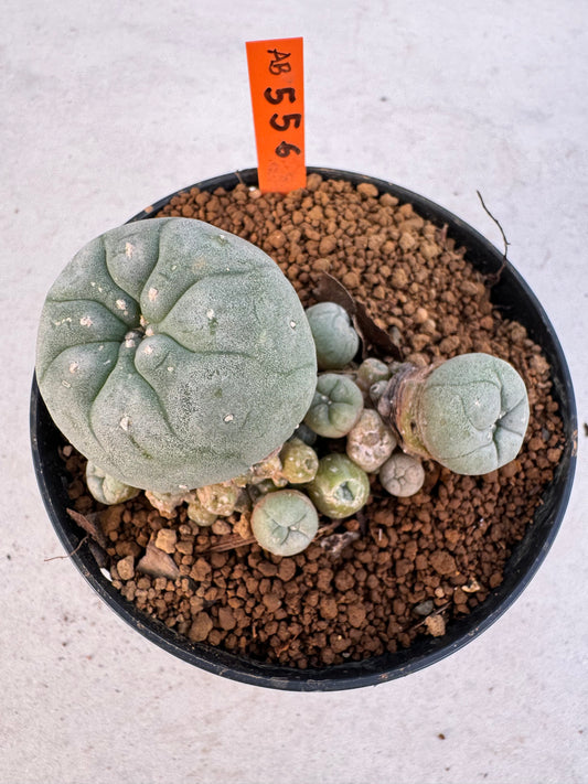 Lophophora williamsii – Peyote Cactus (6–7 cm, Own Root)