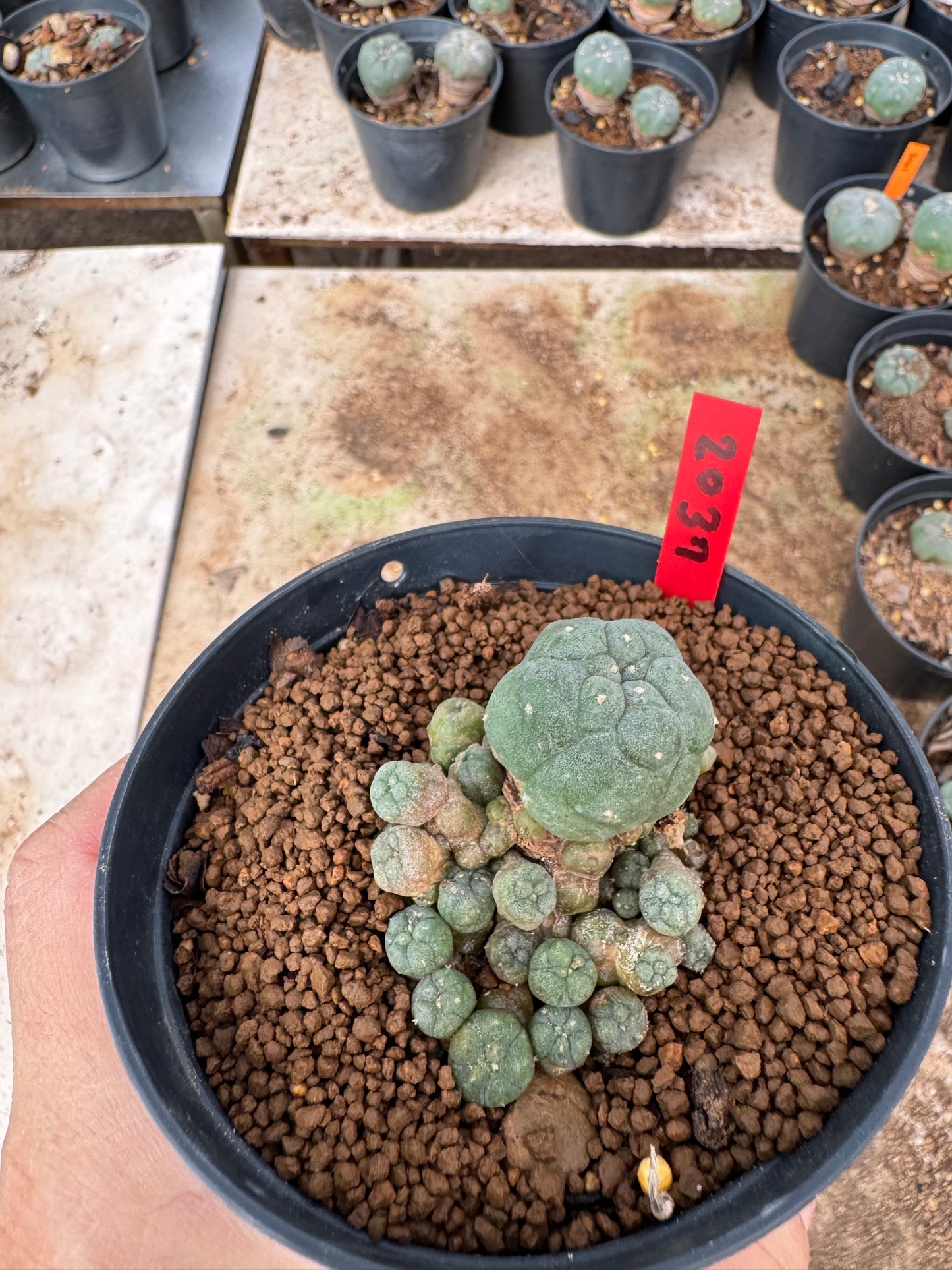 Lophophora williamsii – Peyote Cactus (4-6 cm, Own Root)