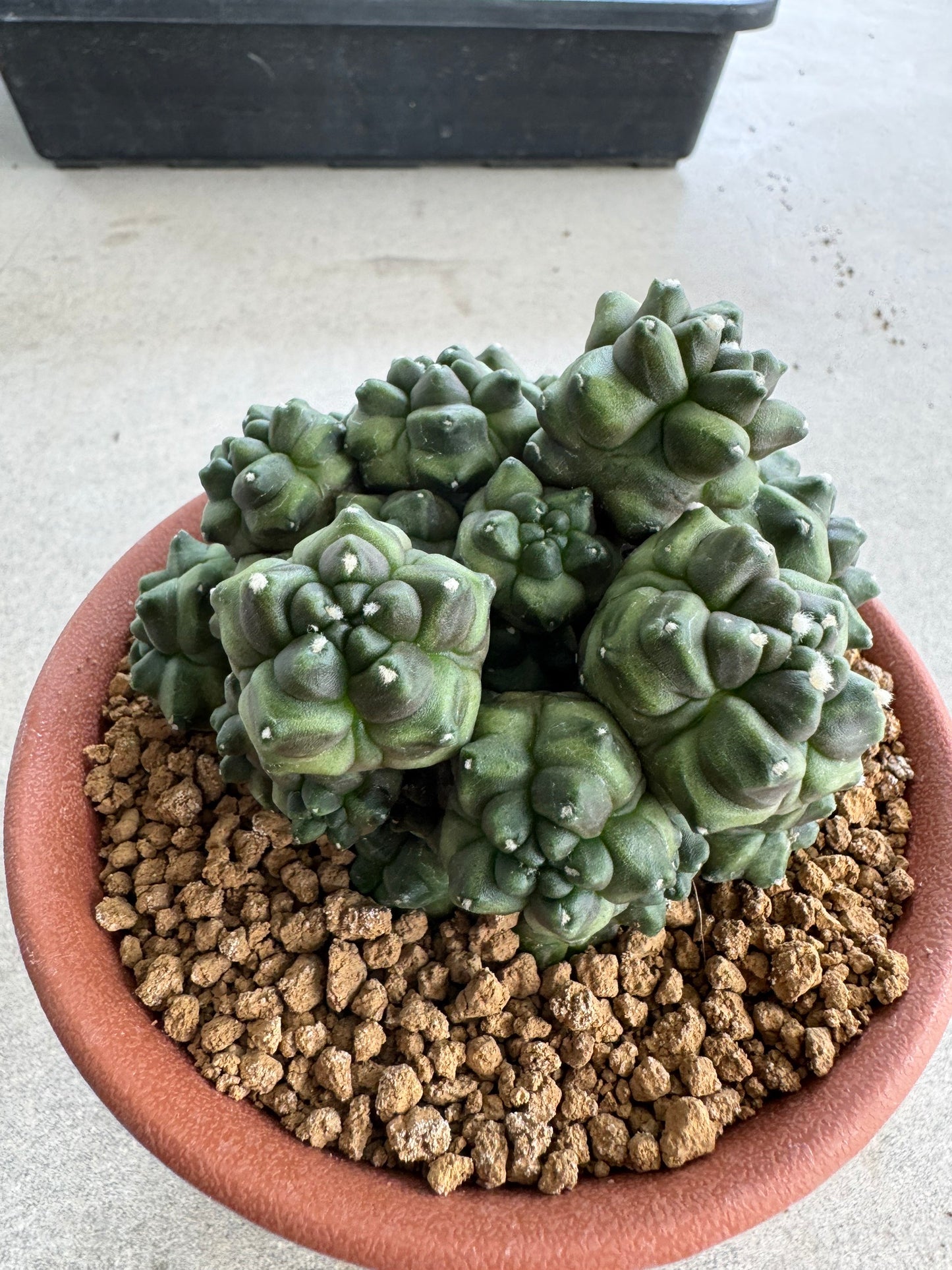 Gymnocalycium mihanovichii f. monstrose | Spineless & Seed-Grown Cactus (7-10cm)