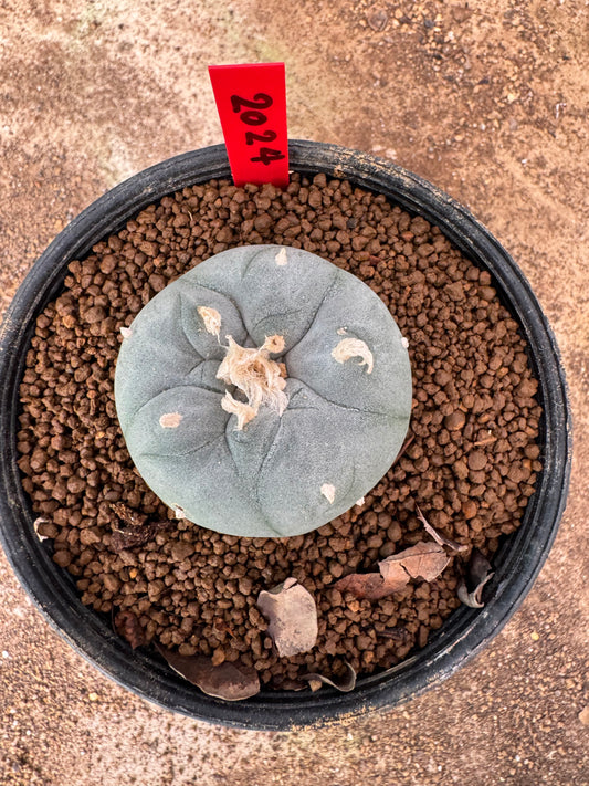 Lophophora williamsii – Peyote Cactus (6–7 cm, Own Root)