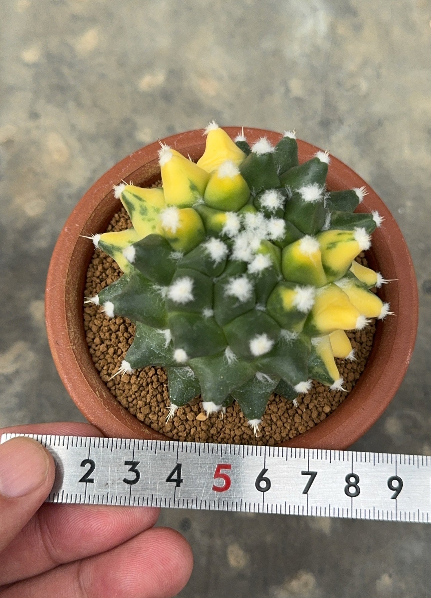 Stunning Mammillaria 'Eurzamu' | Established Rooted Offshoot