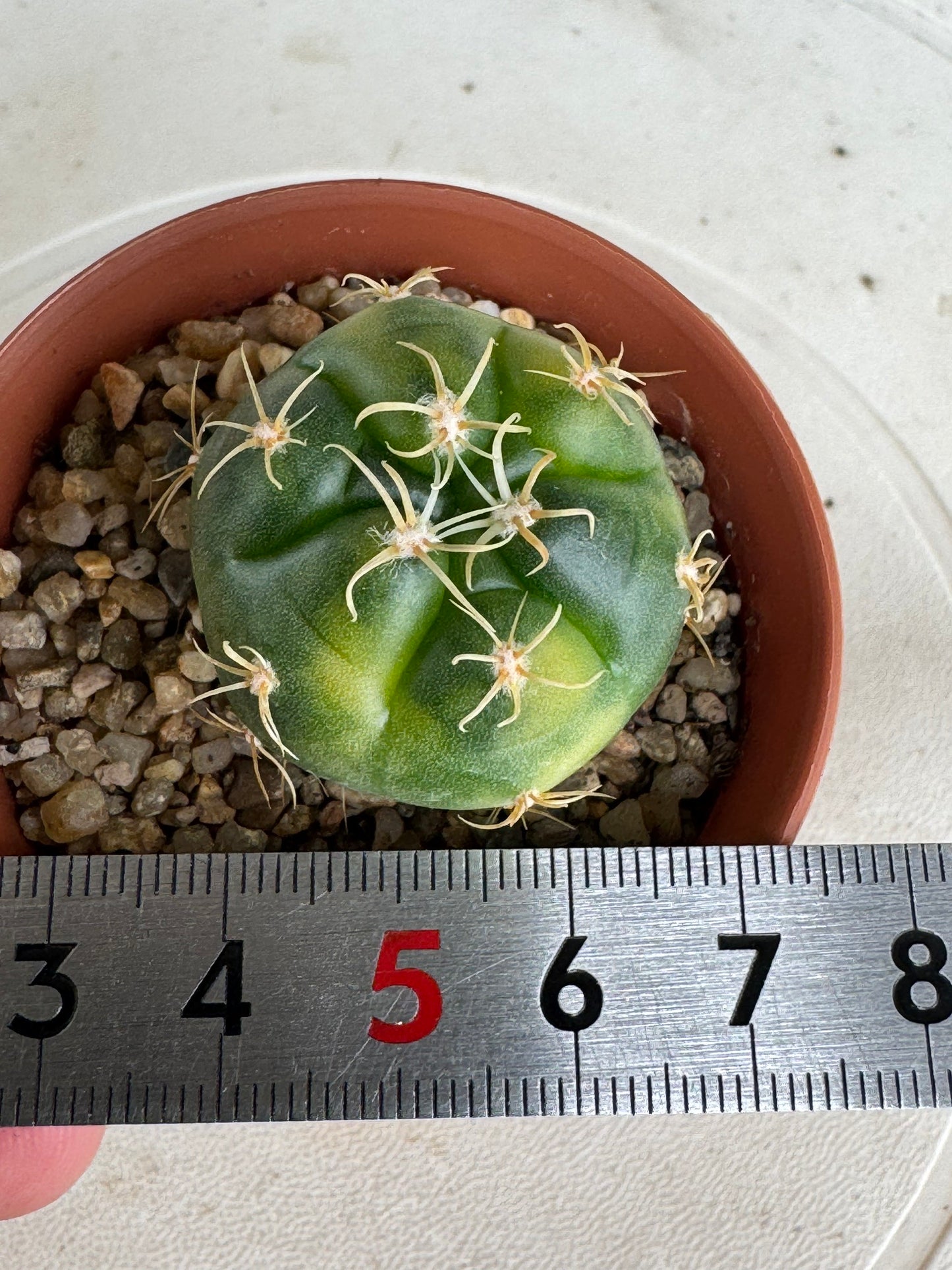 Gymnocalycium 'Kaiomaru' Variegated | Premium Seed-Grown Spider Spine Cactus