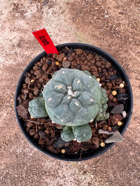 Lophophora williamsii – Peyote Cactus (6–7 cm, Own Root)