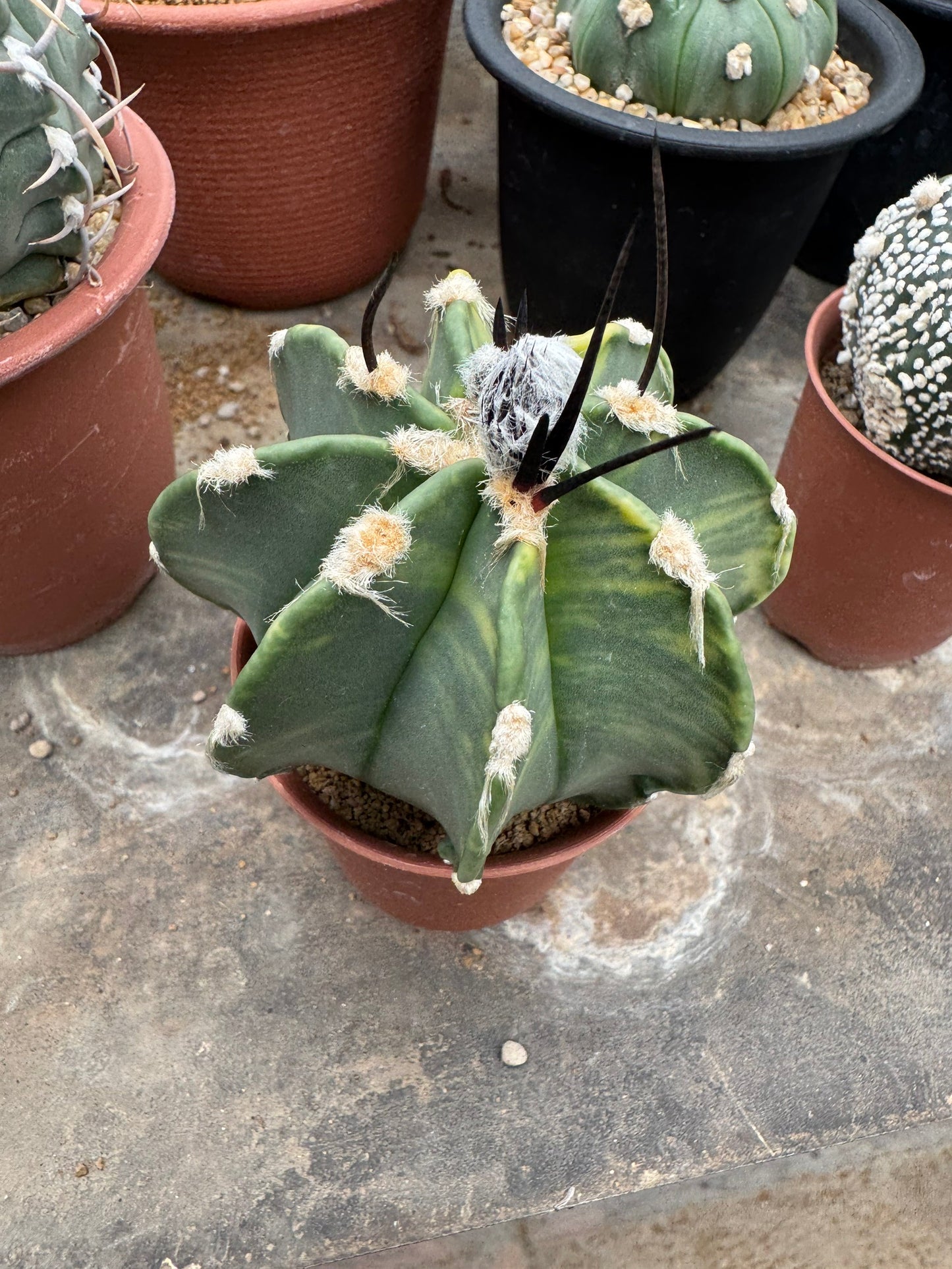 Astrophytum capricorne v. crassispinum | Premium Seed-Grown Nudum Goat's Horn Cactus