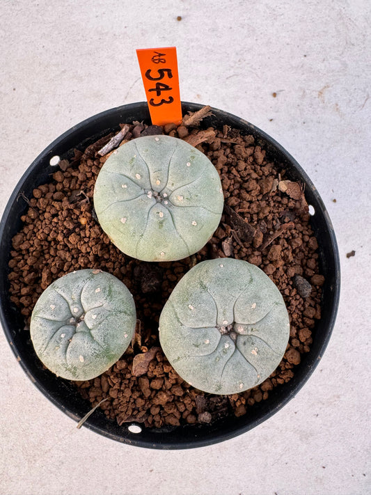 Lophophora williamsii – Peyote Cactus (6–7 cm, Own Root)
