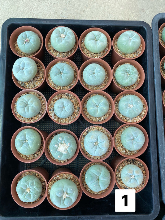 24x Lophophora Fricii Diffusa– Cactus (3-5 cm, Own Root)