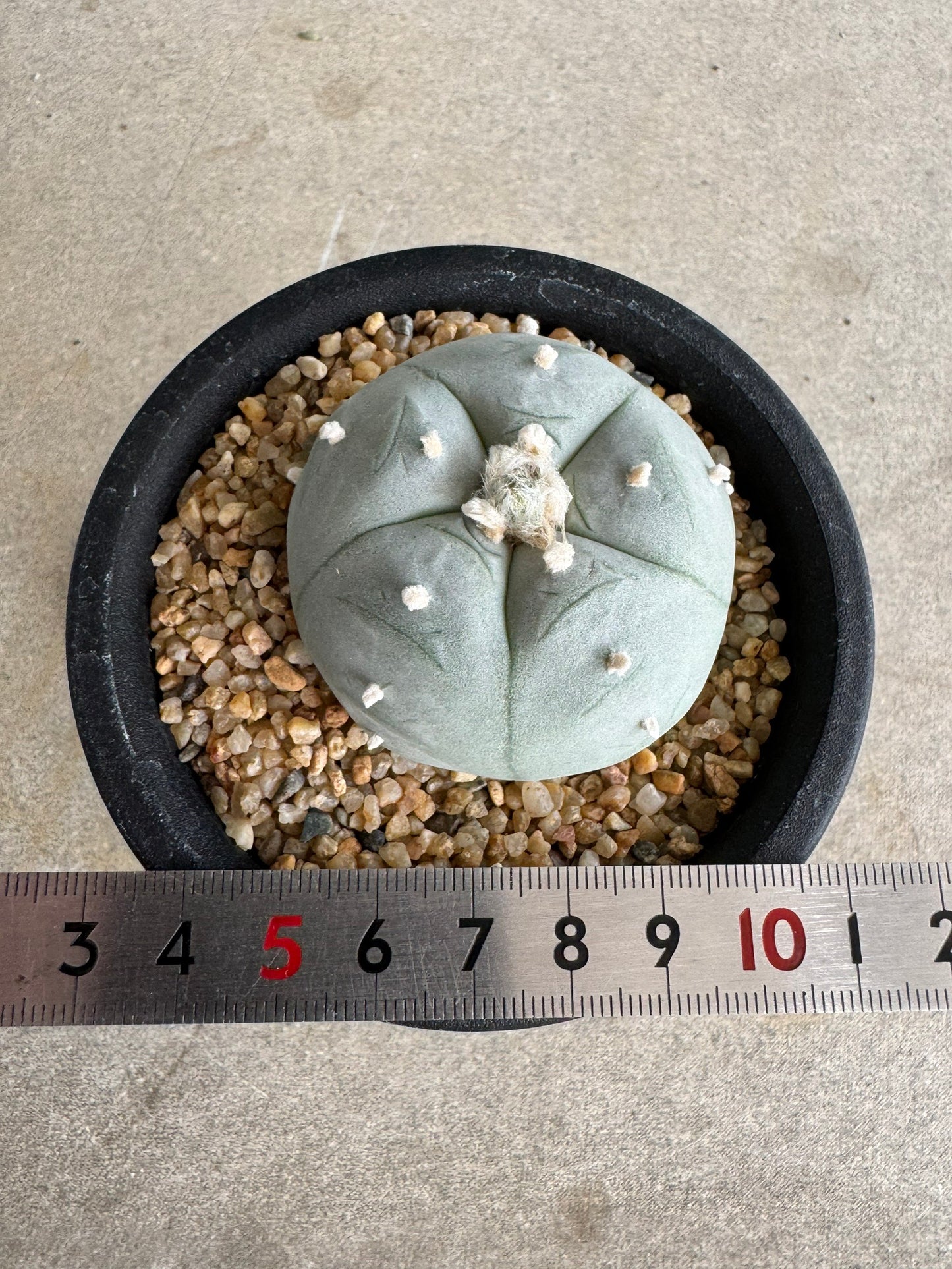 Lophophora williamsii v. texana (Seed-Grown) – Authentic Star Cactus