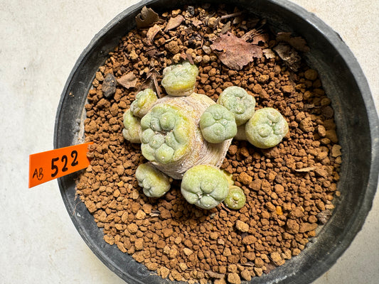 Lophophora williamsii – Peyote Cactus (6–7 cm, Own Root)