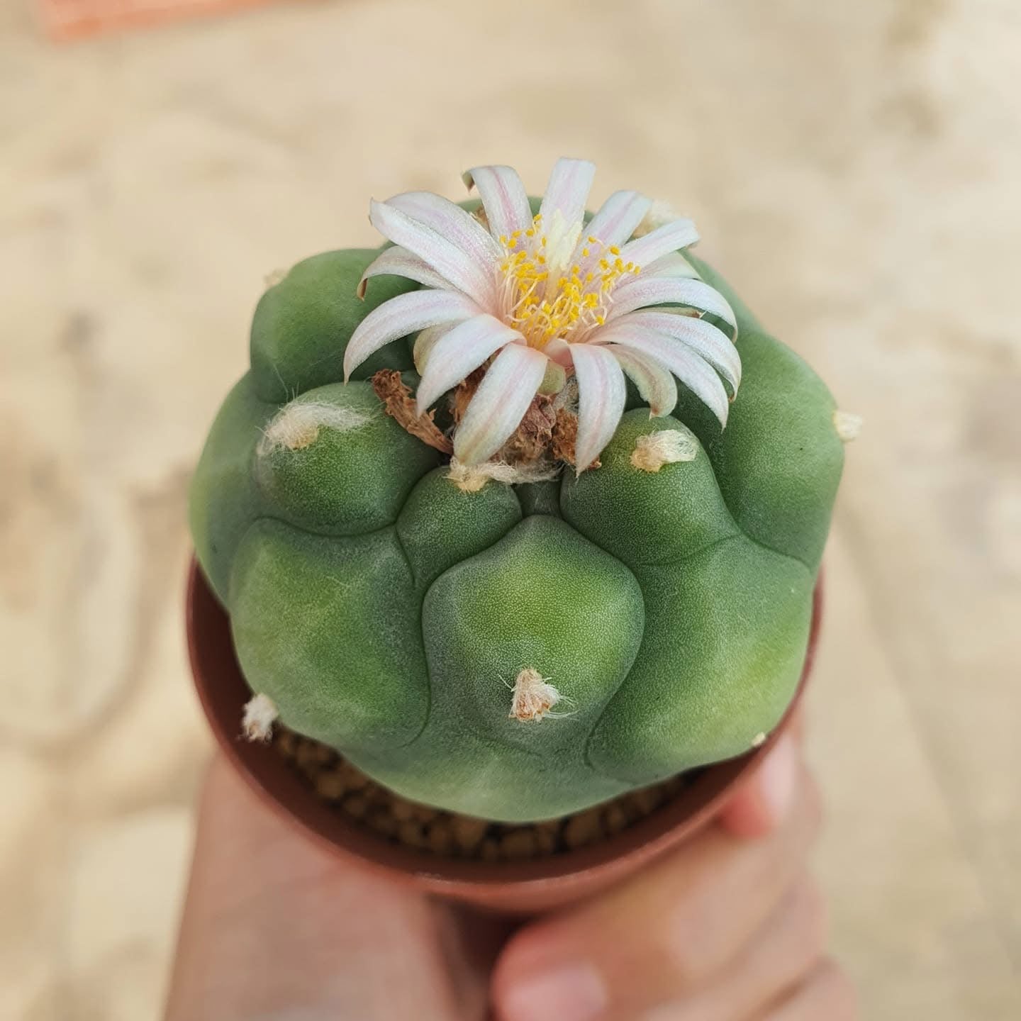 Lophophora williamsii variegata – Peyote Cactus (6–7 cm, Own Root) gro –  sandbridgefarm