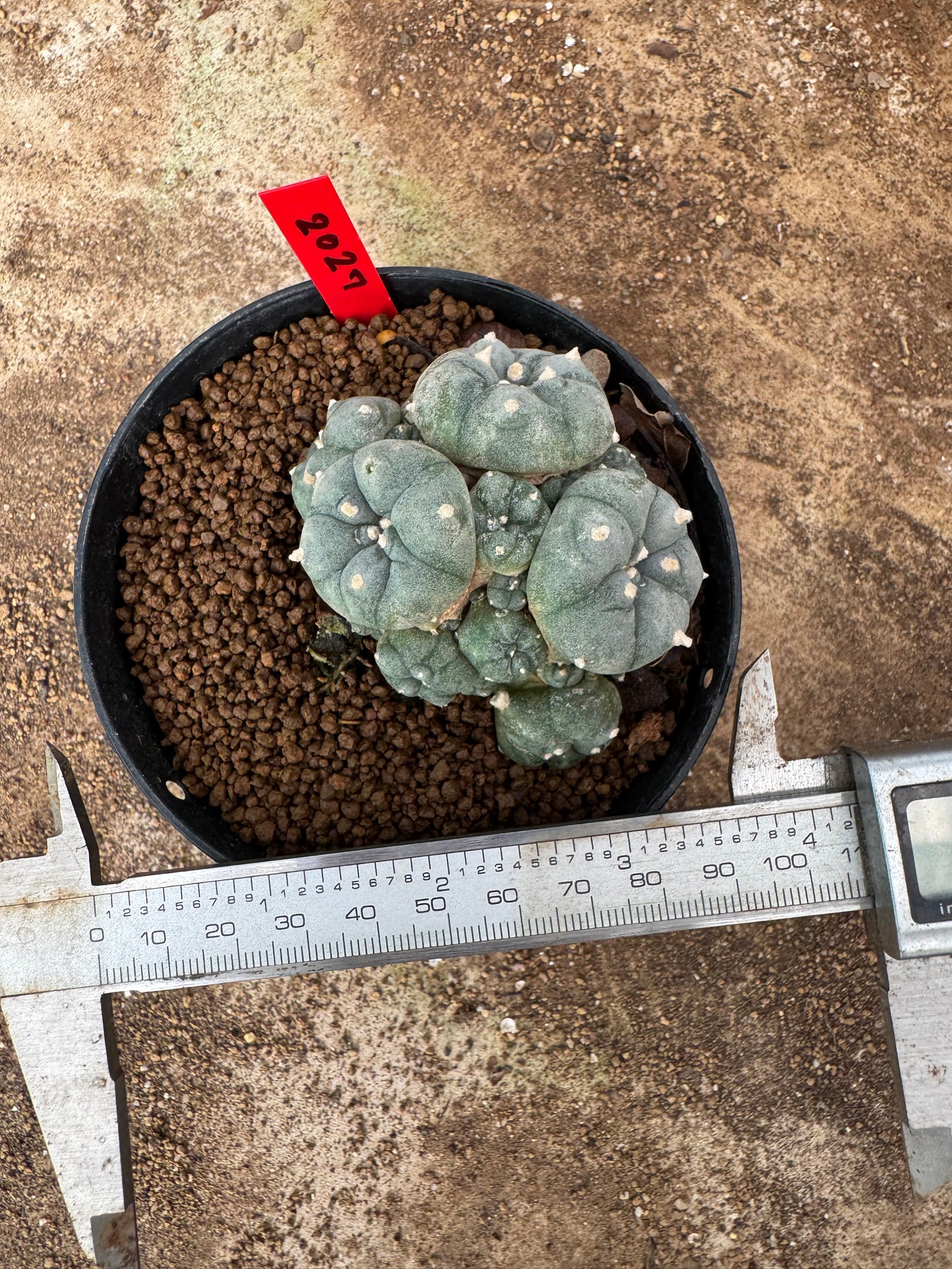 Lophophora williamsii – Peyote Cactus (6–7 cm, Own Root)