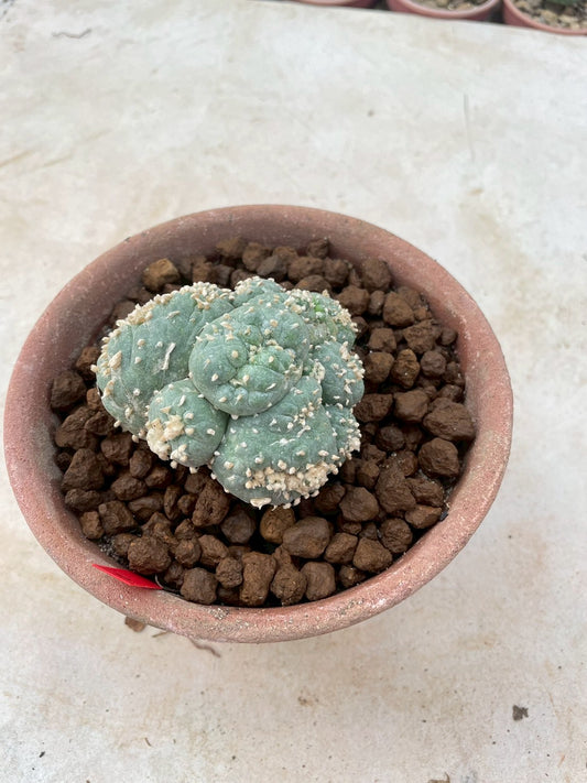 Lophophora Fricii cristata size 6-7 cm own root