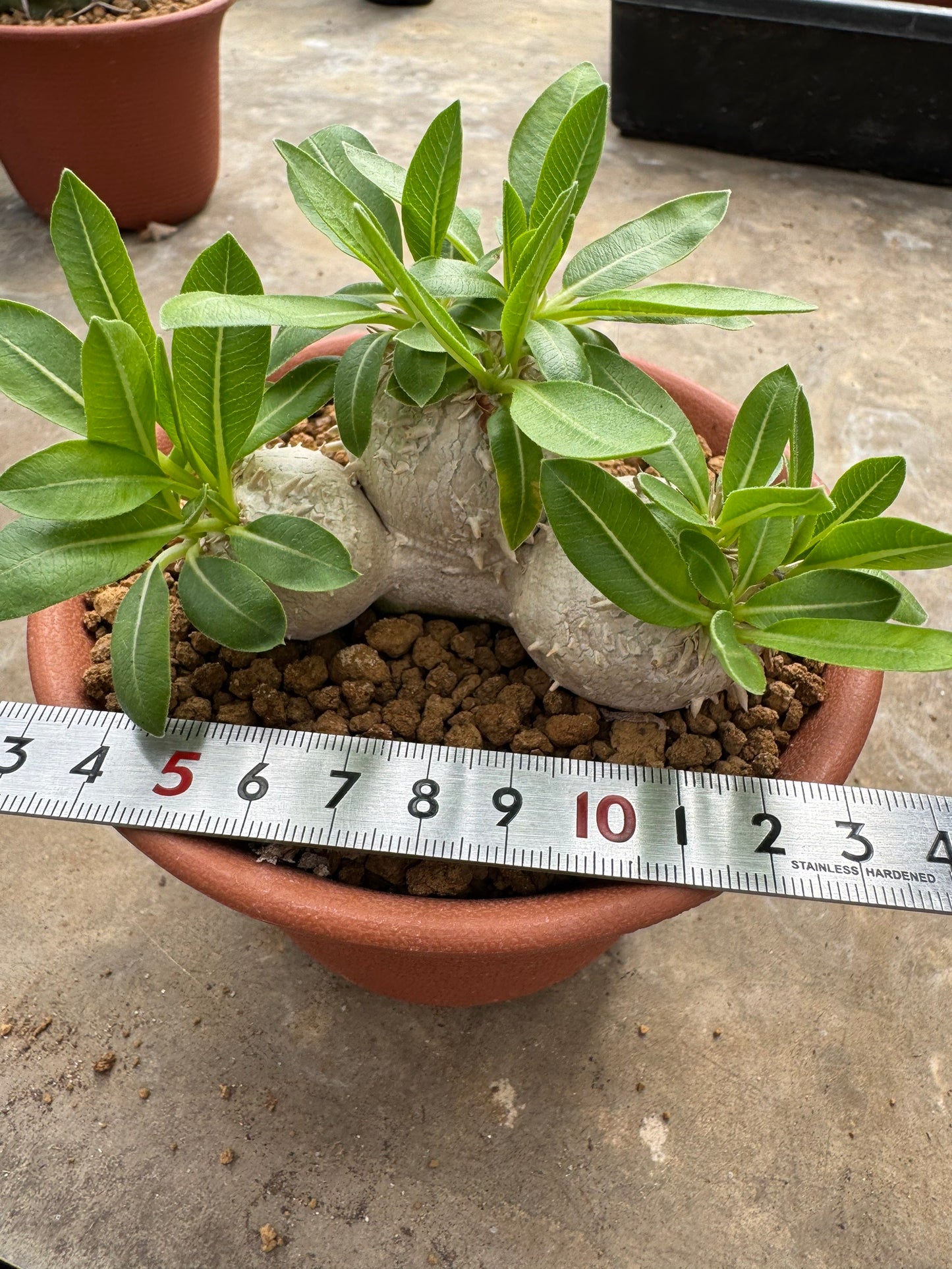 Pachypodium brevicaule (Seed-Grown) – Rare Caudiciform Plant