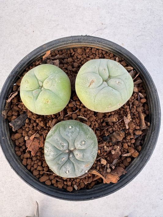 Lophophora diffusa – Cactus (3-3.5 cm, Own Root)