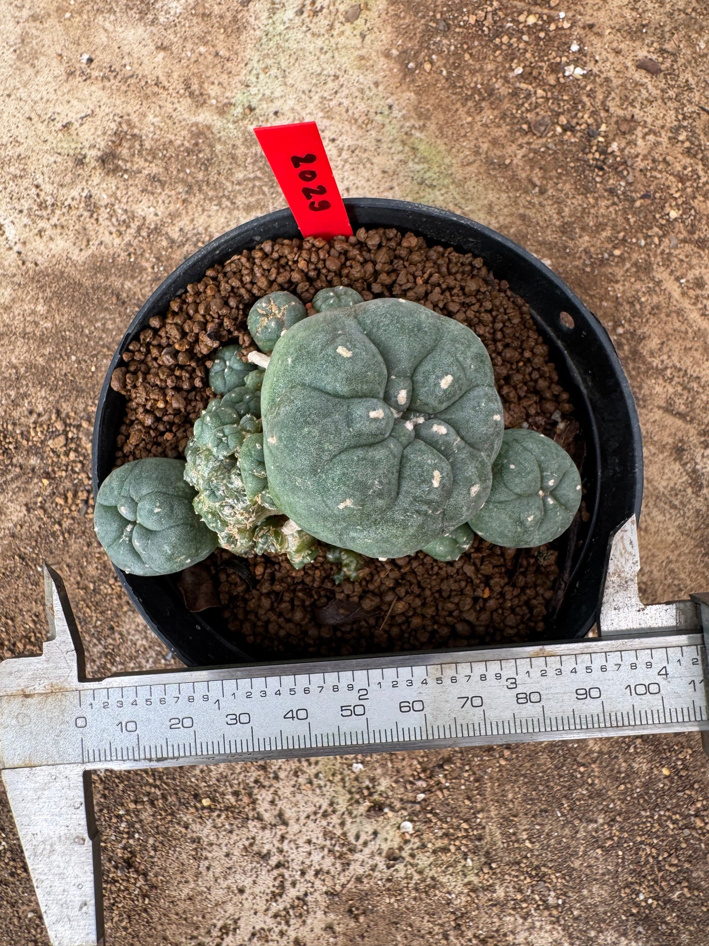 Lophophora williamsii – Peyote Cactus (6–7 cm, Own Root)