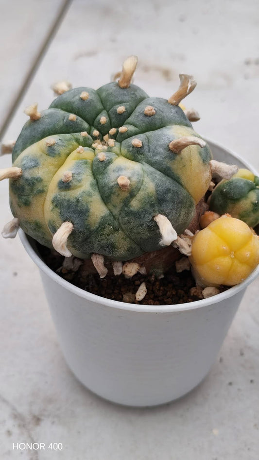 Lophophora williamsii variegated– Peyote Cactus (Seed Grown, 3-3.5 cm, Own Root) 15 years old