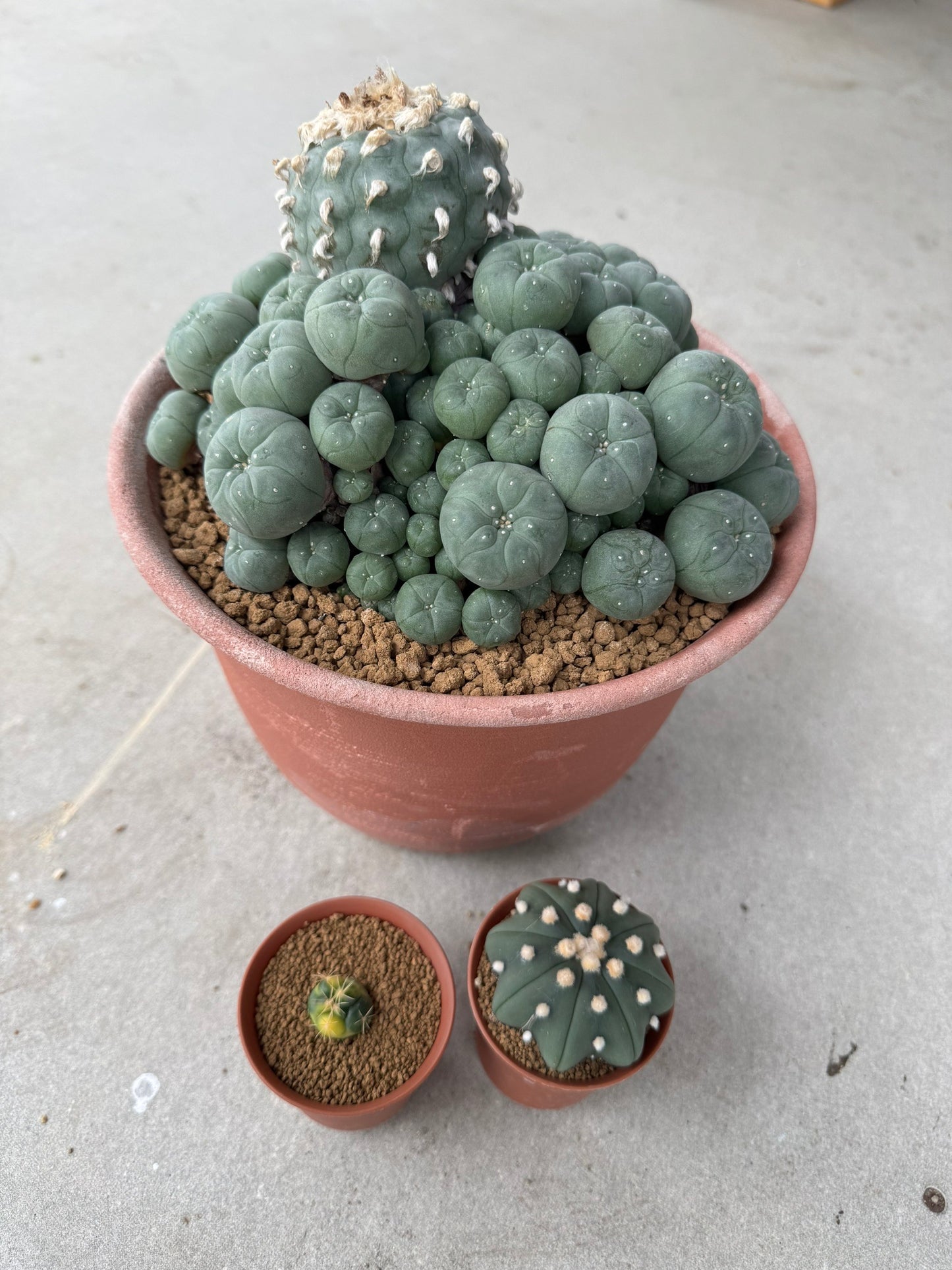 Lophophora williamsii variegated– Peyote Cactus (Seed Grown, 3-3.5 cm, Own Root) 30 years old
