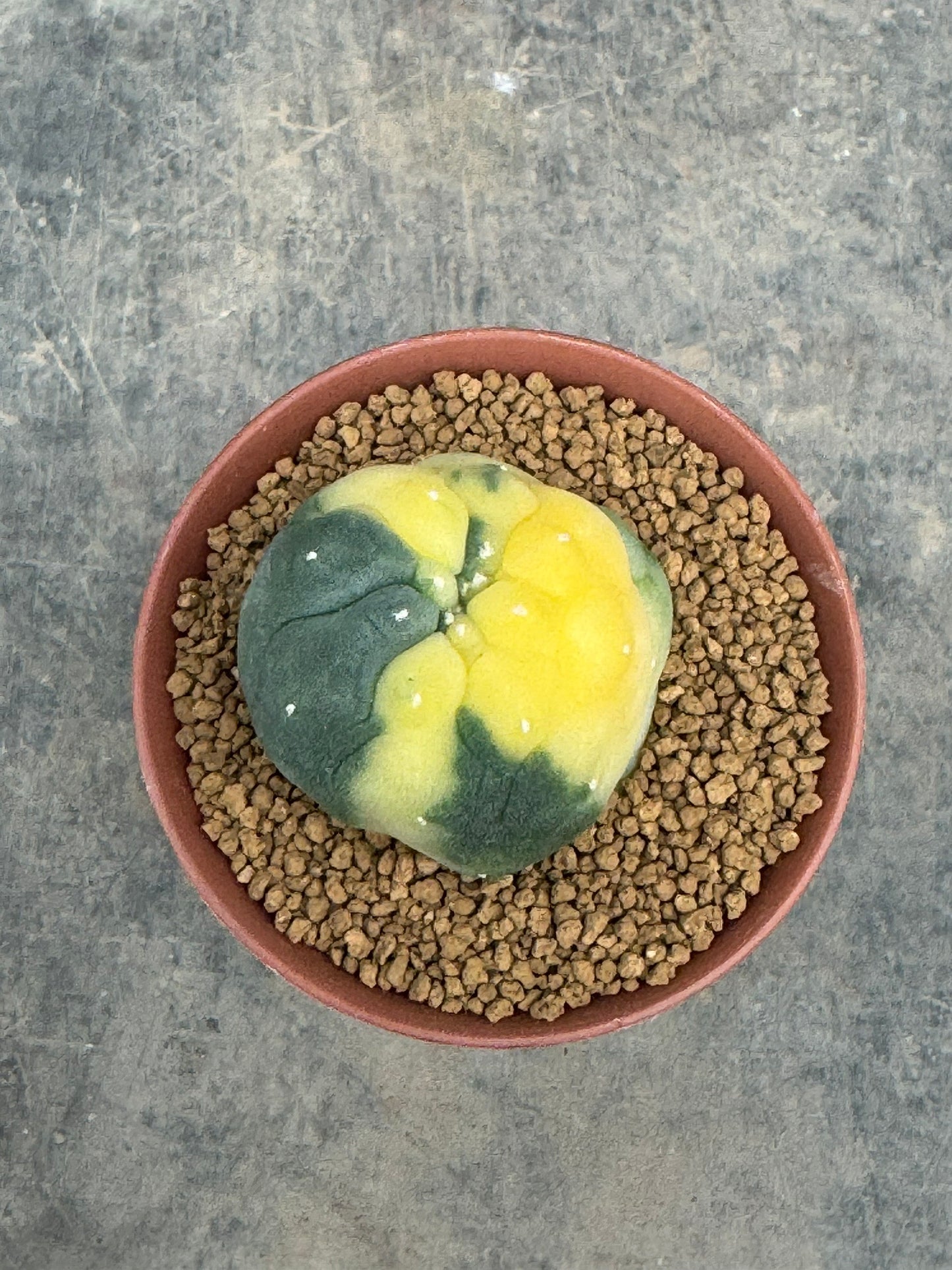 Lophophora williamsii variegate – Peyote Cactus (Seed Grown, 2-3 cm, Own Root) 10 years old