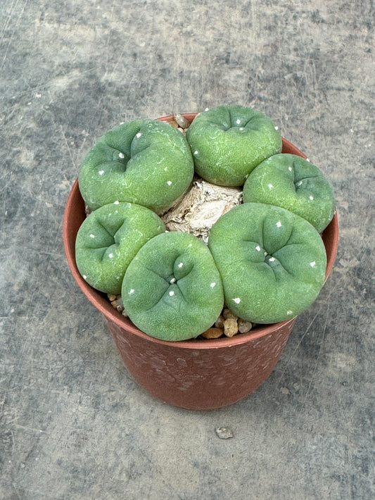 Lophophora Fricii – Peyote Cactus (Seed Grown, 3-3.5 cm, Own Root) 8 years old
