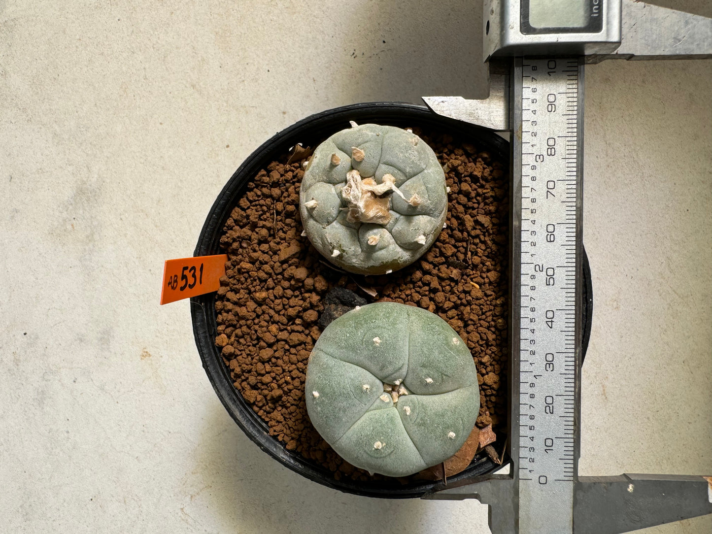 Lophophora williamsii – Peyote Cactus (6–7 cm, Own Root)