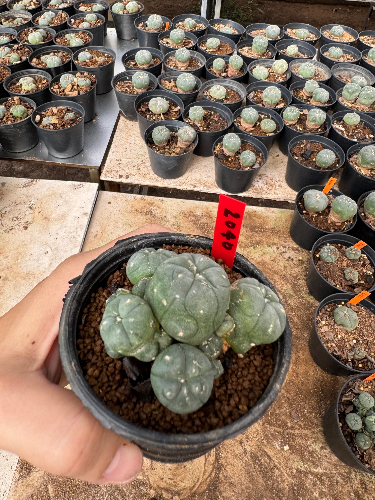 Lophophora williamsii – Peyote Cactus (4-6 cm, Own Root)