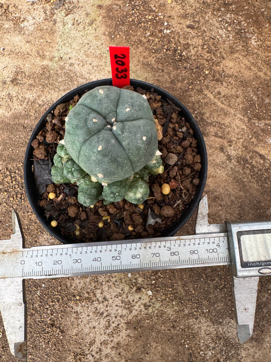 Lophophora williamsii – Peyote Cactus (4-6 cm, Own Root)