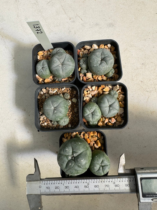 Lophophora williamsii – Peyote Cactus (6–7 cm, Own Root)