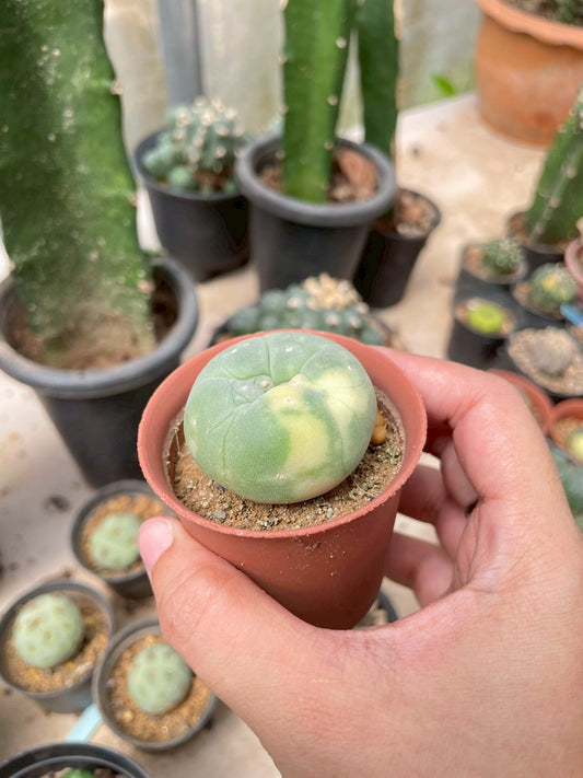 Lophophora Williamsii Variegata | Own Root | Size 3-4 cm | Rare Cactus