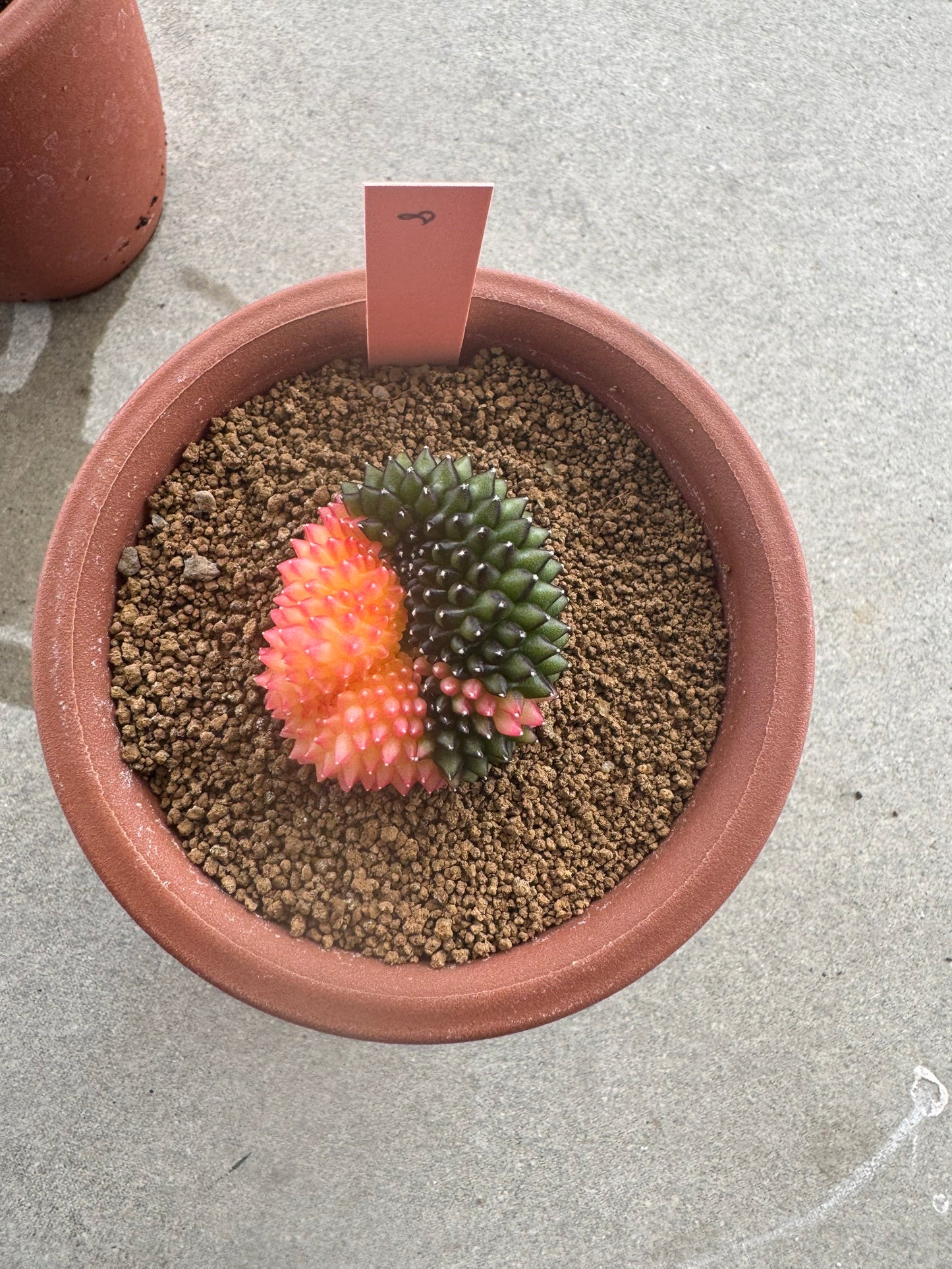 Gymnocalycium Cristata Variegated | Spineless & Seed-Grown Premium Cactus