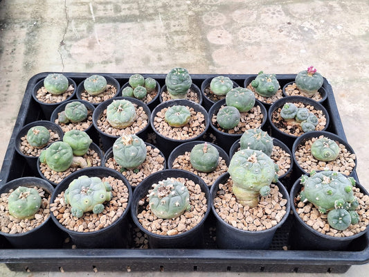 23 x Lophophora Williamsii fricii size 5-6 cm own root