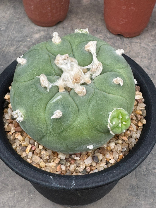Lophophora diffusa – Peyote Cactus (Seed Grown, 4-5 cm, Own Root) 8 years old