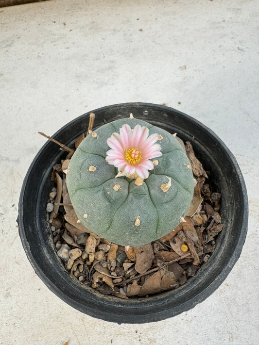 Lophophora williamsii – Peyote Cactus (6–7 cm, Own Root)