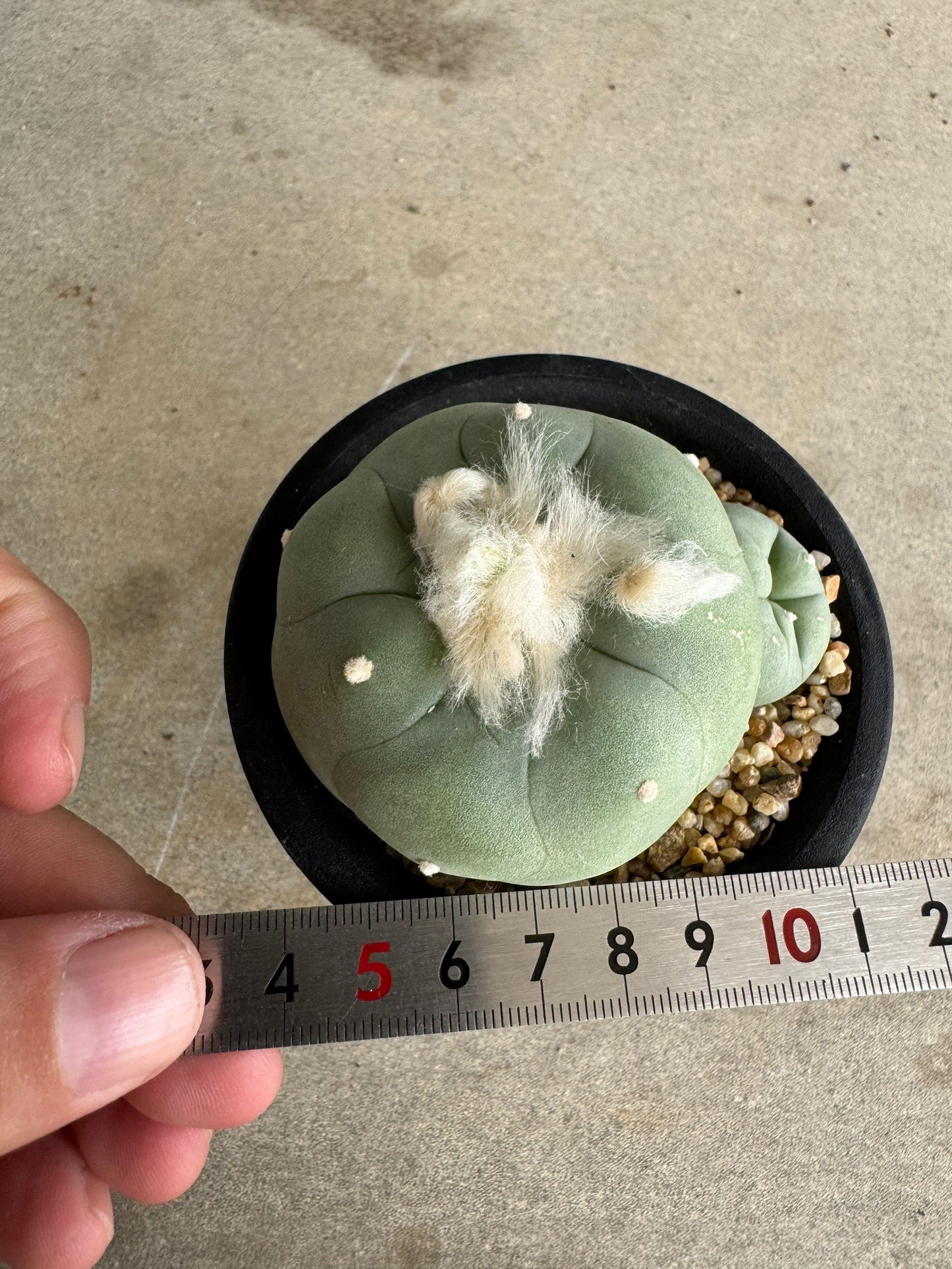 Rare Seed-Grown Lophophora diffusa | Premium Established Seedling (Own Roots)