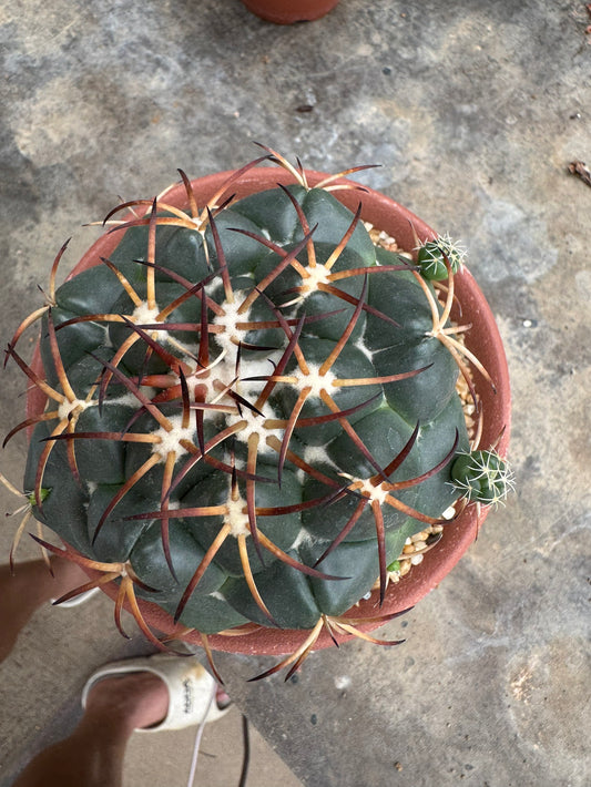 Rare Coryphantha elephantidens | Black Spine Variant Cactus (Rooted Cutting)