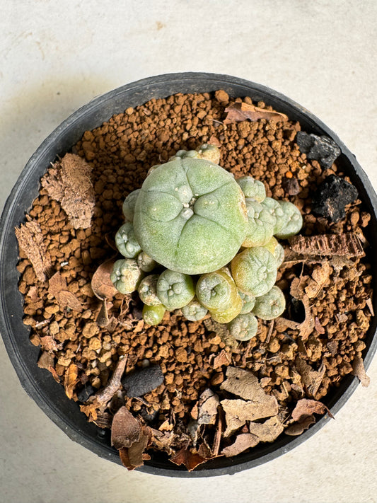 Lophophora williamsii – Peyote Cactus (6–7 cm, Own Root)