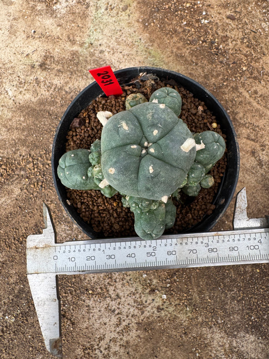 Lophophora williamsii – Peyote Cactus (6–7 cm, Own Root)