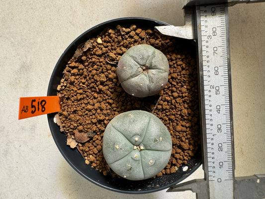 Lophophora williamsii – Peyote Cactus (6–7 cm, Own Root)