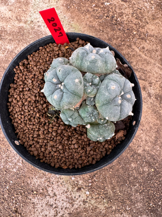 Lophophora williamsii – Peyote Cactus (6–7 cm, Own Root)