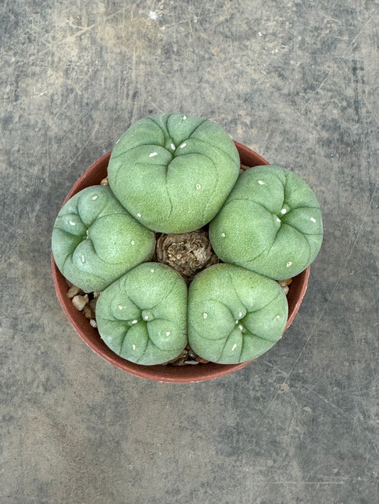Lophophora Fricii – Peyote Cactus (Seed Grown, 3-3.5 cm, Own Root) 8 years old
